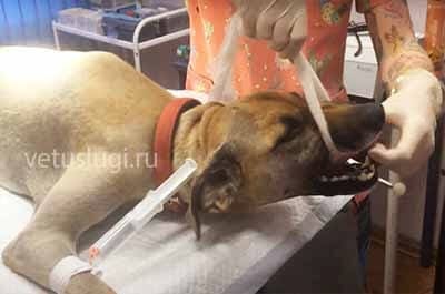 Подрезание голосовых связок собак