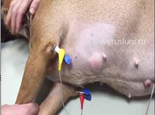 Электрокардиограмма собаке