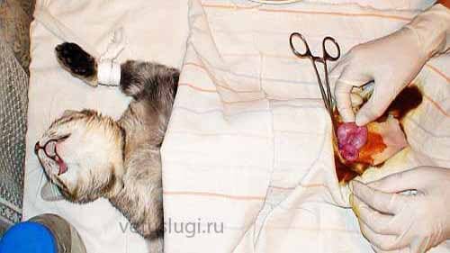 Пиометра у кошки хирургическая операция