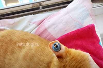 Гематома ушной раковины у кошки