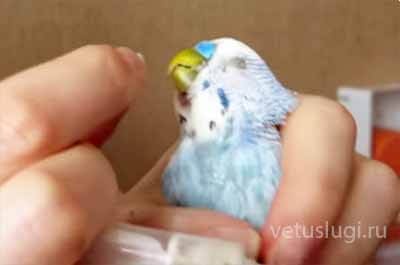 лечение волнистых попугаев