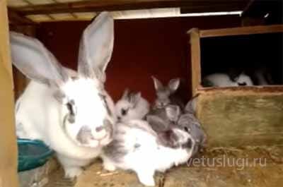 вакцинация кроликов