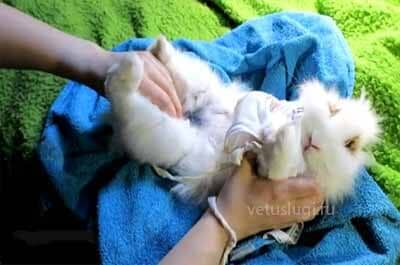 стерилизация кролика