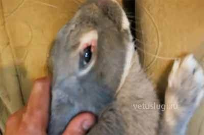 лечение кроликов