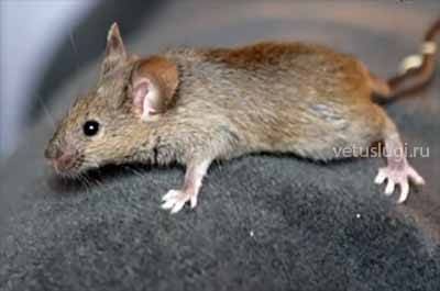 лечение мышей