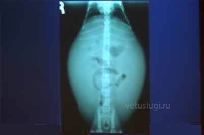 рентген кошке
