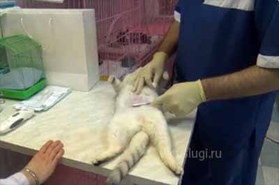 стерилизация кошки лапароскопия