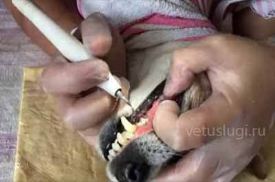 чистка зубов собаке