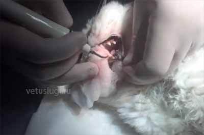 чистка зубов кошке
