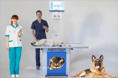 ветклиника рентген